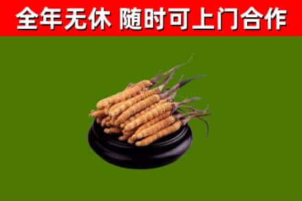 宜兴市回收散虫草