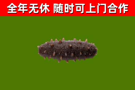 宜兴市回收海参干